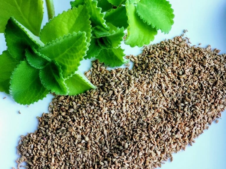 Ajwain seeds and leaves