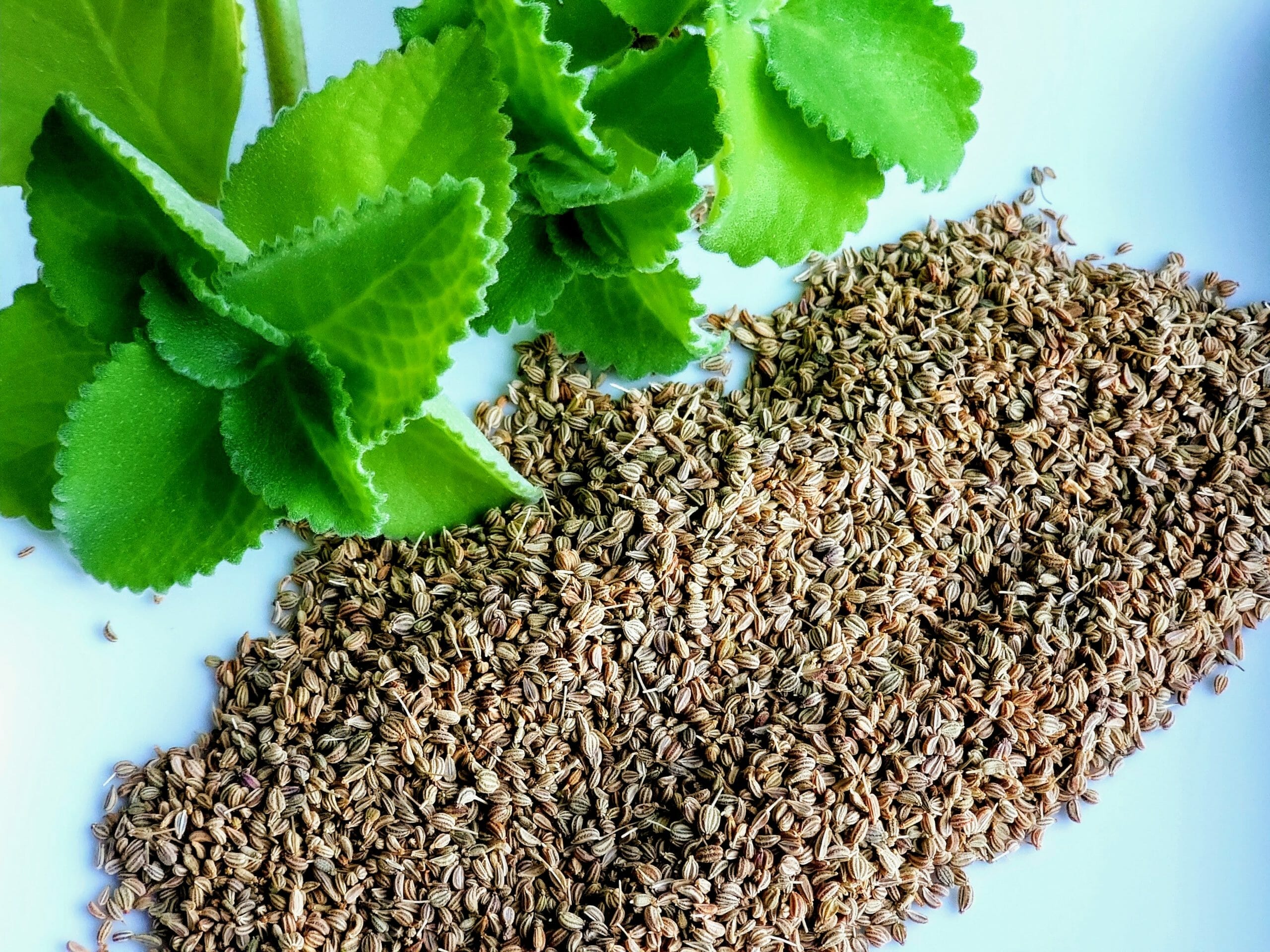 Ajwain Or Ajma – Powerful And Versatile, Must Have Pantry Herb ...