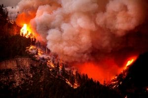 Wild Fire