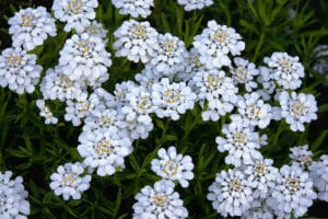 Candytuft
