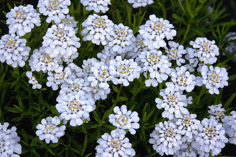 Candytuft