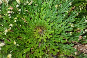 Rose of Jericho